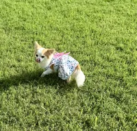 Rose, a female Chihuahua for sale in Los Fresnos, TX – Photo 2 of 2