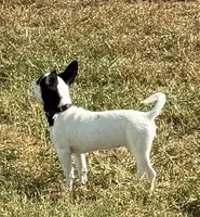 Flower, a female Chihuahua for sale in Los Fresnos, TX – 2 of 4