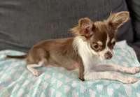 Maple long hair , a female Chihuahua for sale in Los Fresnos, TX – 3 of 6