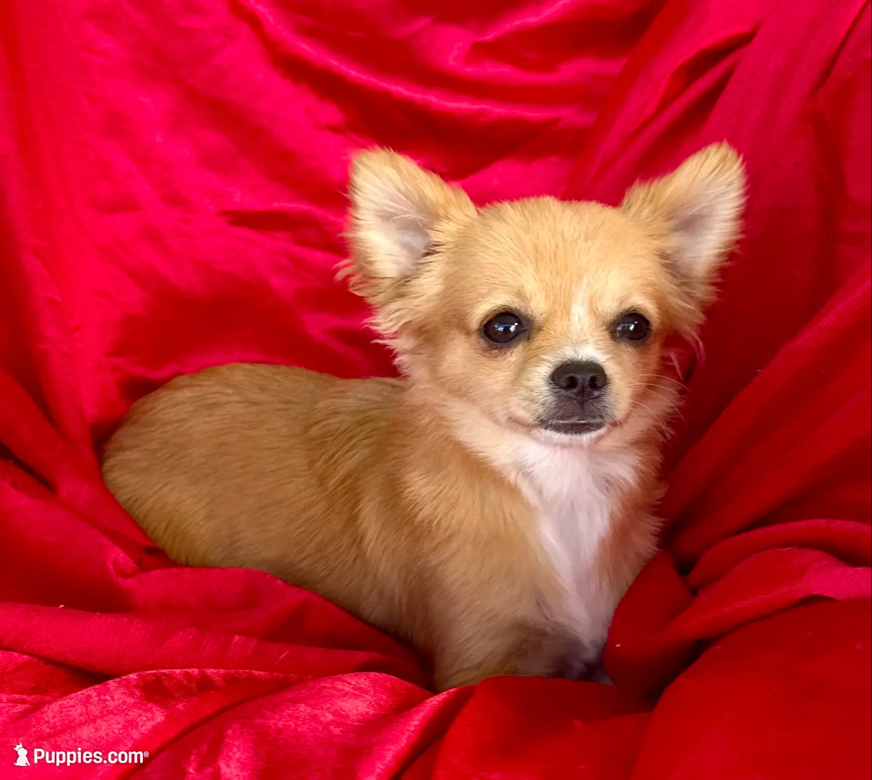 Rose Long hair Apple head , a female Chihuahua for sale in Los Fresnos, TX – 1 of 5