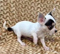 Spicy , a female Chihuahua for sale in Los Fresnos, TX – 4 of 7