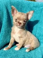 Merle , a male Chihuahua for sale in Los Fresnos, TX – 2 of 4