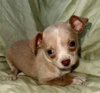 Biggy , a male Chihuahua for sale in Los Fresnos, TX – 2 of 5