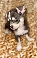 Eleanor blue tri, a female Chihuahua for sale in Los Fresnos, TX – 5 of 6