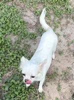 Luna long hair , a female Chihuahua for sale in Los Fresnos, TX – 4 of 6