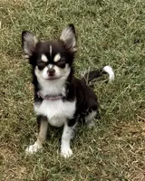 Coco long hair , a male Chihuahua for sale in Los Fresnos, TX – 3 of 8