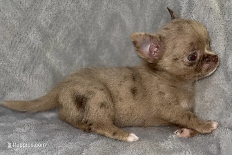Merle  – Chihuahua puppy for sale in Los Fresnos, TX