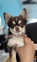 Coco long hair , a male Chihuahua for sale in Los Fresnos, TX – 6 of 8