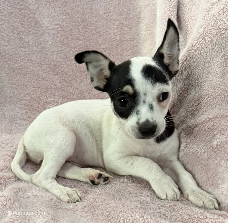 Flower – Chihuahua puppy for sale in Los Fresnos, TX