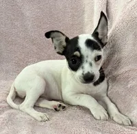 Flower, a female Chihuahua for sale in Los Fresnos, TX – 1 of 4