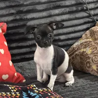 Duke, a male Chihuahua for sale in Los Fresnos, TX – Photo 1 of 2