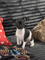 Duke, a male Chihuahua for sale in Los Fresnos, TX – Photo 1 of 2