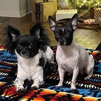 Duke, a male Chihuahua for sale in Los Fresnos, TX – Photo 2 of 2