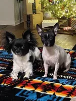 Duke, a male Chihuahua for sale in Los Fresnos, TX – Photo 2 of 2