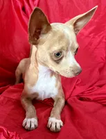 Goldie , a male Chihuahua for sale in Los Fresnos, TX – 3 of 6