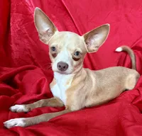 Goldie , a male Chihuahua for sale in Los Fresnos, TX – 2 of 6