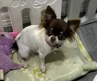 Isla teacup, a female Chihuahua for sale in Los Fresnos, TX – 2 of 4