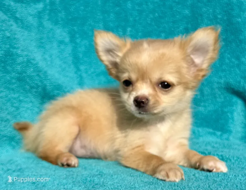 Nickit – Chihuahua puppy for sale in Los Fresnos, TX