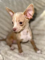 Biggy , a male Chihuahua for sale in Los Fresnos, TX – 2 of 3