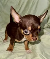 Shorty, a male Chihuahua for sale in Los Fresnos, TX – 3 of 4