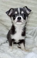 Eleanor blue tri, a female Chihuahua for sale in Los Fresnos, TX – 4 of 4
