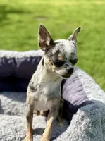 Pearl , a female Chihuahua for sale in Los Fresnos, TX – Photo 3 of 4