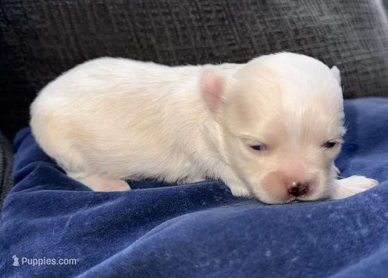 Pearl  – Chihuahua puppy for sale in Los Fresnos, TX