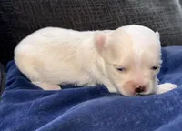 Pearl , a female Chihuahua for sale in Los Fresnos, TX – Photo 1 of 4