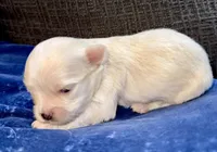 Pearl , a female Chihuahua for sale in Los Fresnos, TX – Photo 2 of 4