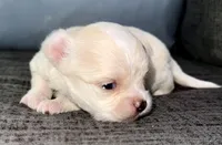 Pearl , a female Chihuahua for sale in Los Fresnos, TX – Photo 5 of 7