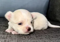 Pearl , a female Chihuahua for sale in Los Fresnos, TX – Photo 6 of 7