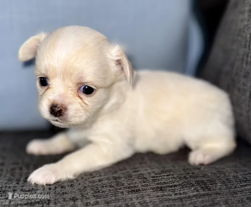 Pearl  – Chihuahua puppy for sale in Los Fresnos, TX