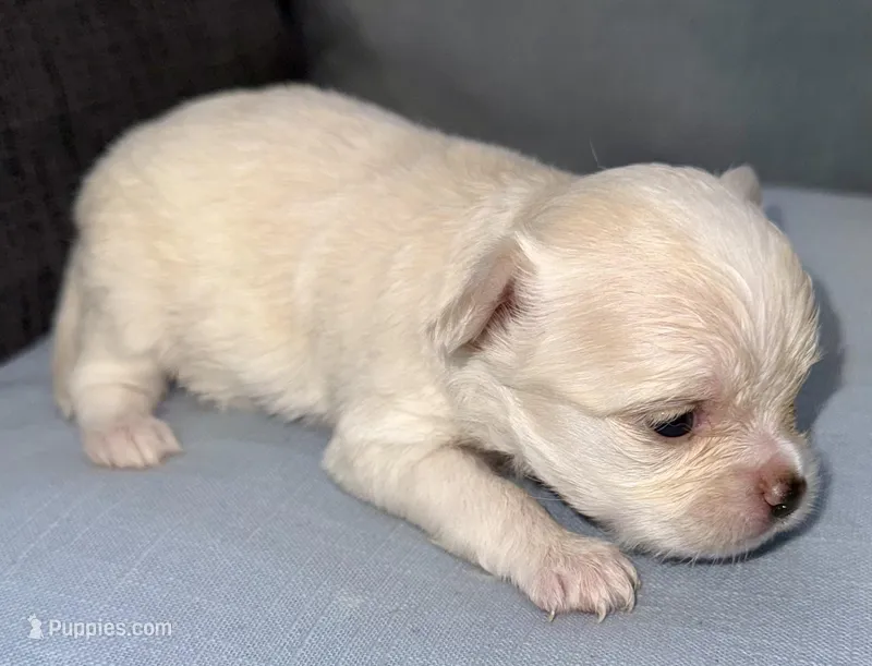 Pearl  – Chihuahua puppy for sale in Los Fresnos, TX