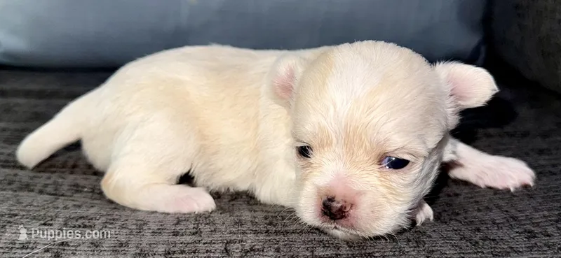 Pearl  – Chihuahua puppy for sale in Los Fresnos, TX