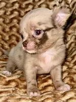 Merle long hair, a male Chihuahua for sale in Los Fresnos, TX – 5 of 8