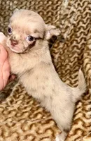 Merle long hair, a male Chihuahua for sale in Los Fresnos, TX – 8 of 8