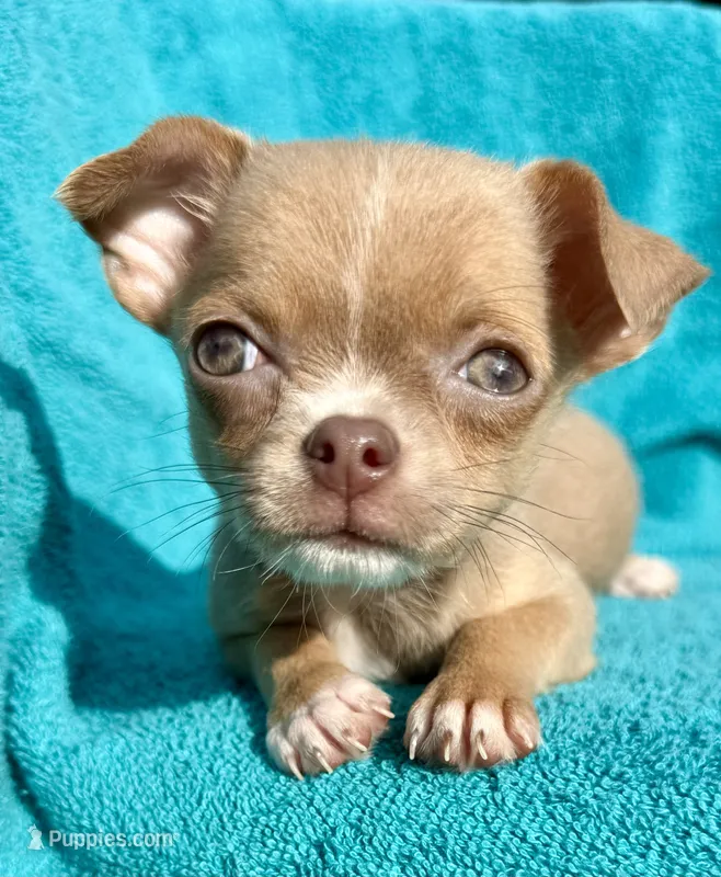 Feisty  – Chihuahua puppy for sale in Los Fresnos, TX