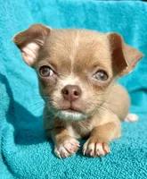 Feisty , a female Chihuahua for sale in Los Fresnos, TX – 1 of 6
