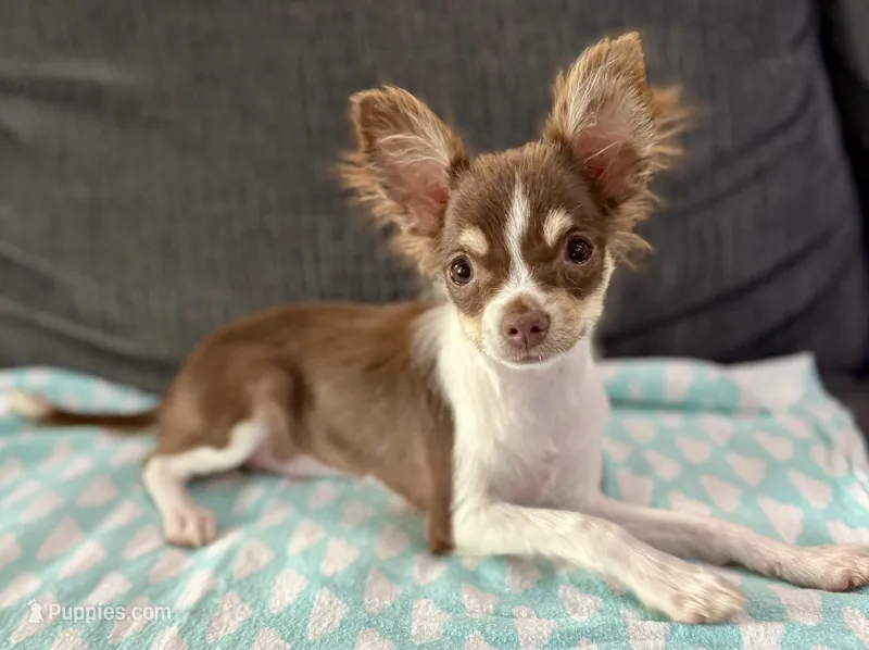 Maple long hair  – Chihuahua puppy for sale in Los Fresnos, TX
