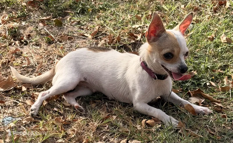 Willow  – Chihuahua puppy for sale in Los Fresnos, TX