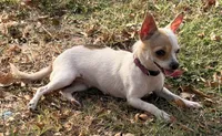 Willow , a female Chihuahua for sale in Los Fresnos, TX – 1 of 2