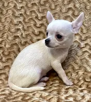 Lina Apple head , a female Chihuahua for sale in Los Fresnos, TX – 3 of 5