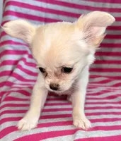 Pearl long hair , a female Chihuahua for sale in Los Fresnos, TX – 6 of 7