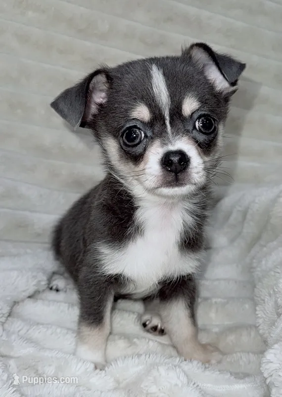Eleanor blue tri – Chihuahua puppy for sale in Los Fresnos, TX