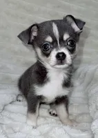 Eleanor blue tri, a female Chihuahua for sale in Los Fresnos, TX – 1 of 4