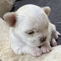 Long hair Apple head, a female Chihuahua for sale in Los Fresnos, TX – 1 of 3