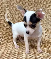 Spicy , a female Chihuahua for sale in Los Fresnos, TX – 2 of 7
