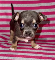 Blue tri, a male Chihuahua for sale in Los Fresnos, TX – 2 of 2