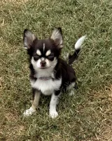 Coco long hair , a male Chihuahua for sale in Los Fresnos, TX – 4 of 8