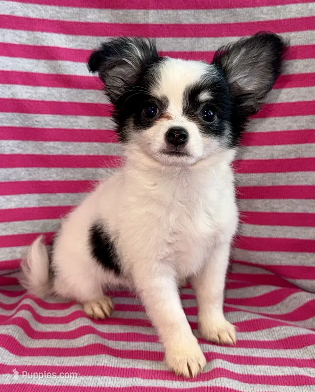 Oreo long hair  – Chihuahua puppy for sale in Los Fresnos, TX